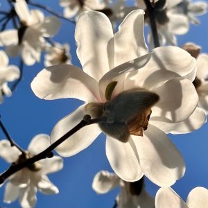 Magnolias, Roni Ben-Nun