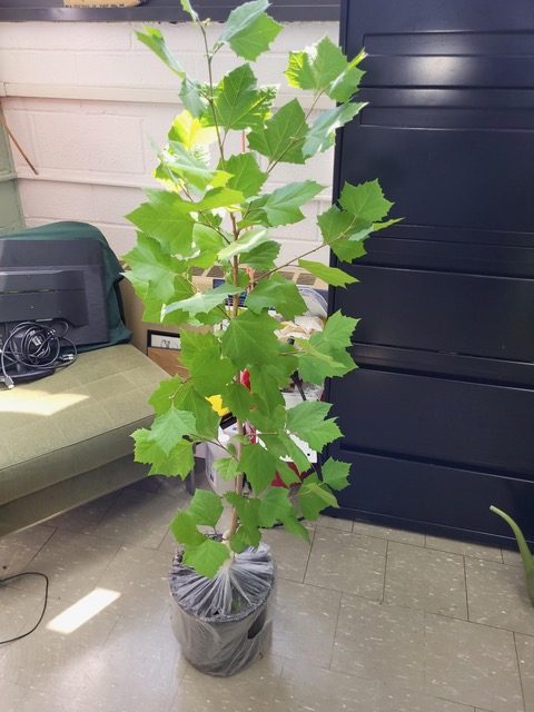 BCC's moon tree